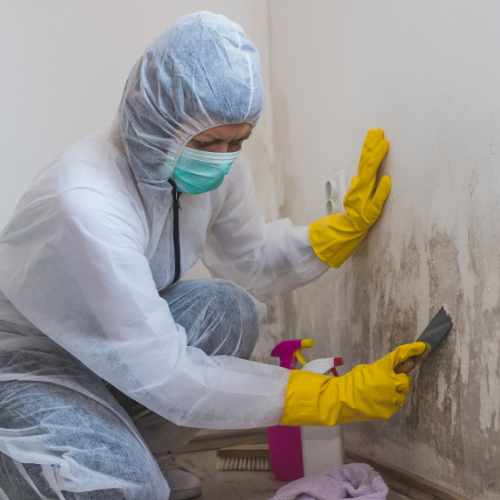 Mold and Fungal Remediation